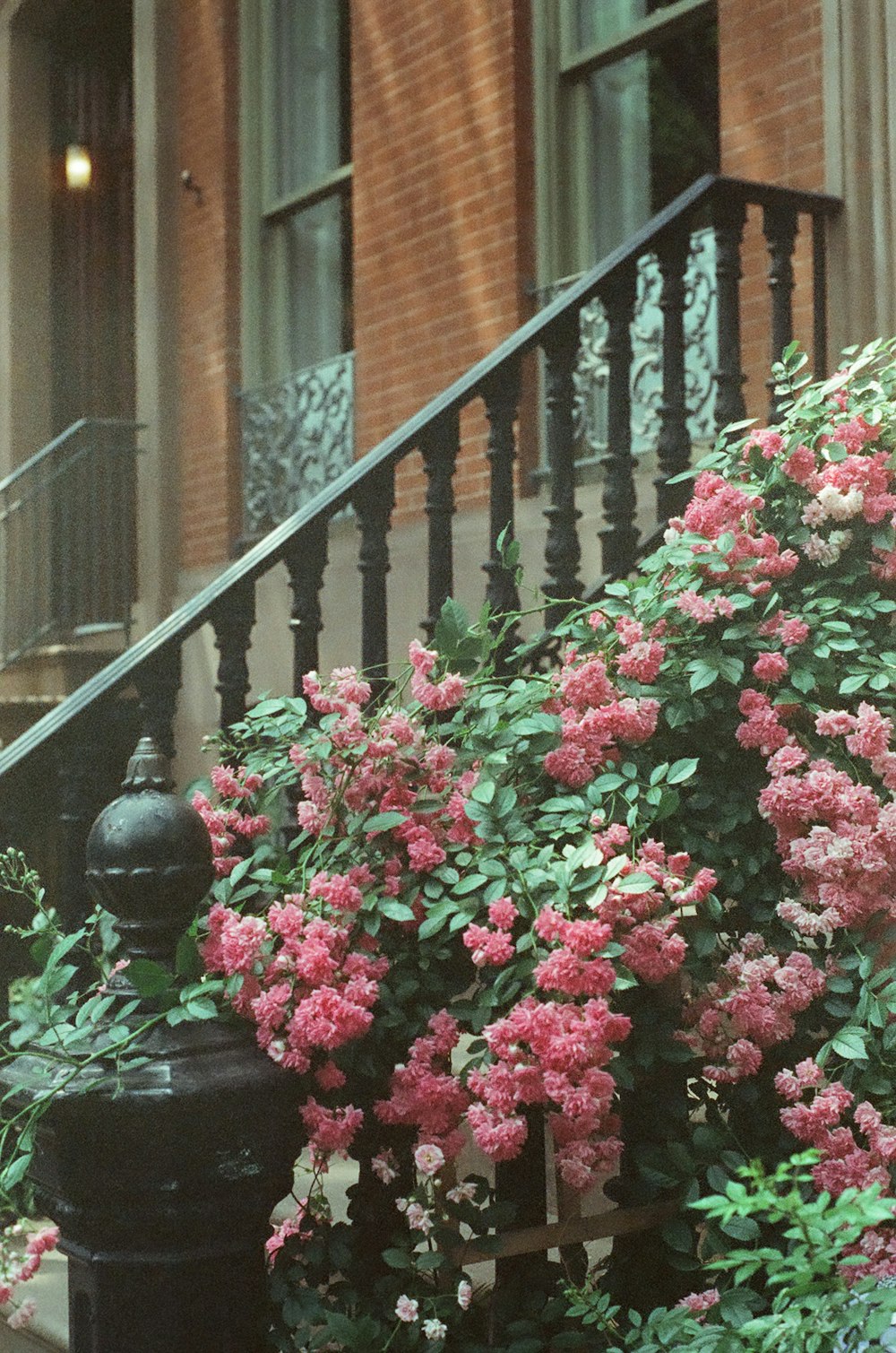 a bunch of flowers that are by some stairs