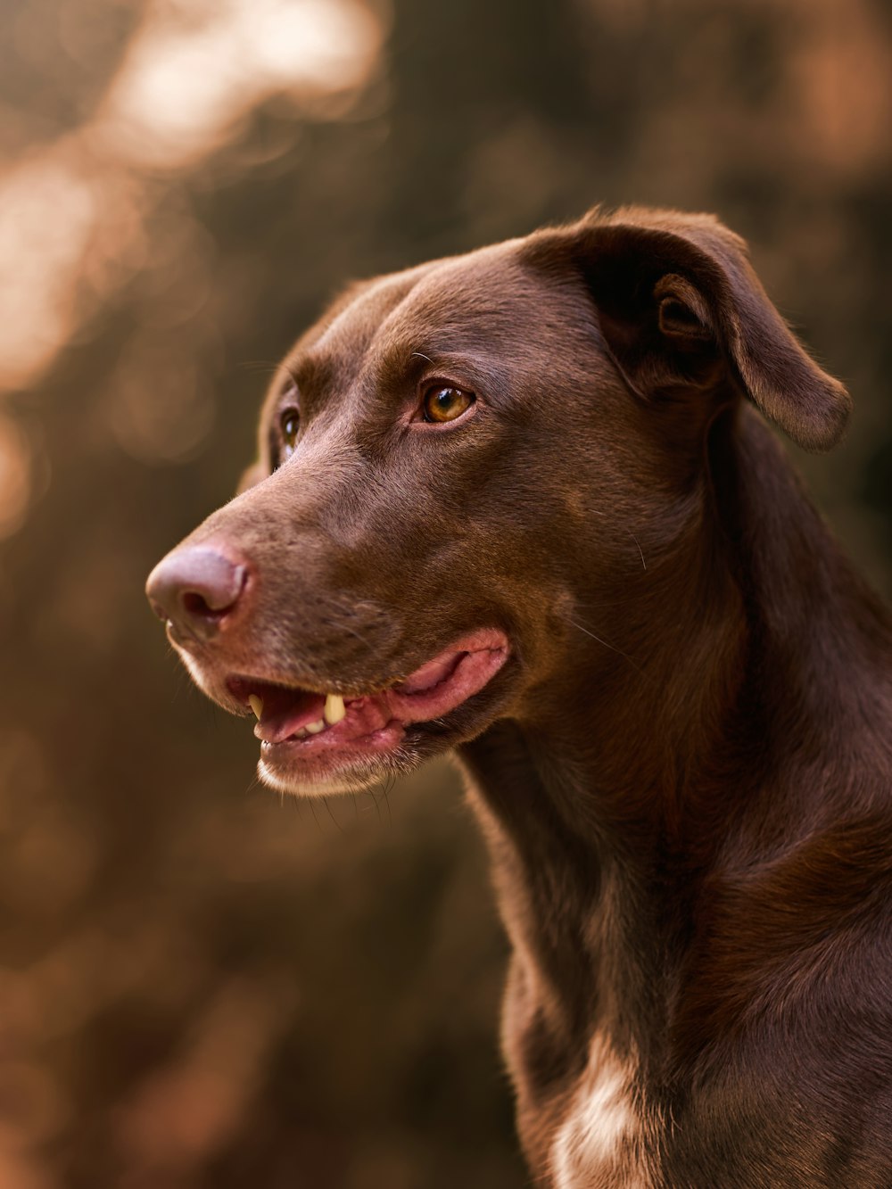 a close up of a dog's face with trees in the background