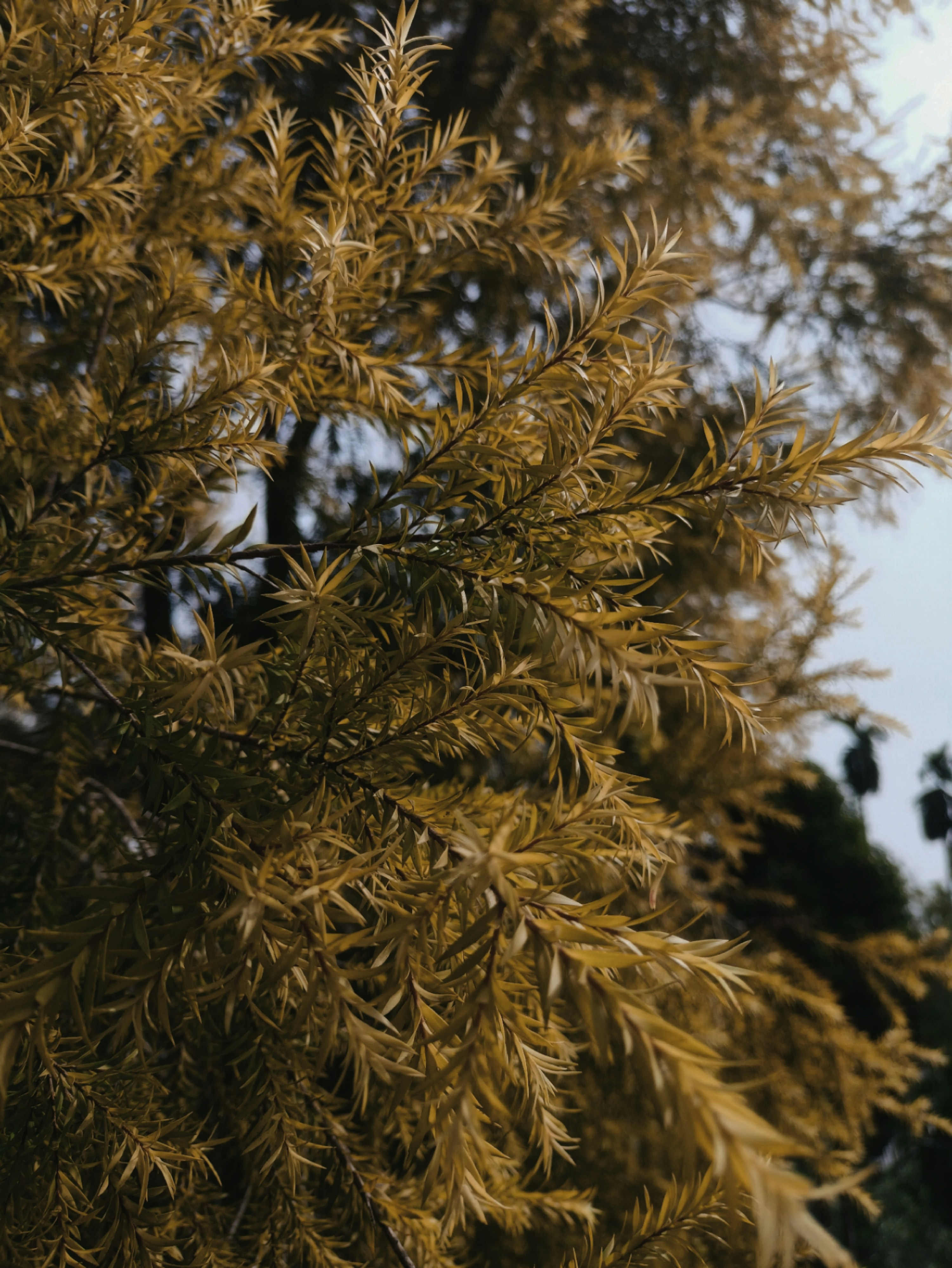 healing wallpaper nature, wallpaper, 7 Vitamin untuk Pemulihan Setelah Sakit Tipes yang Aman 5