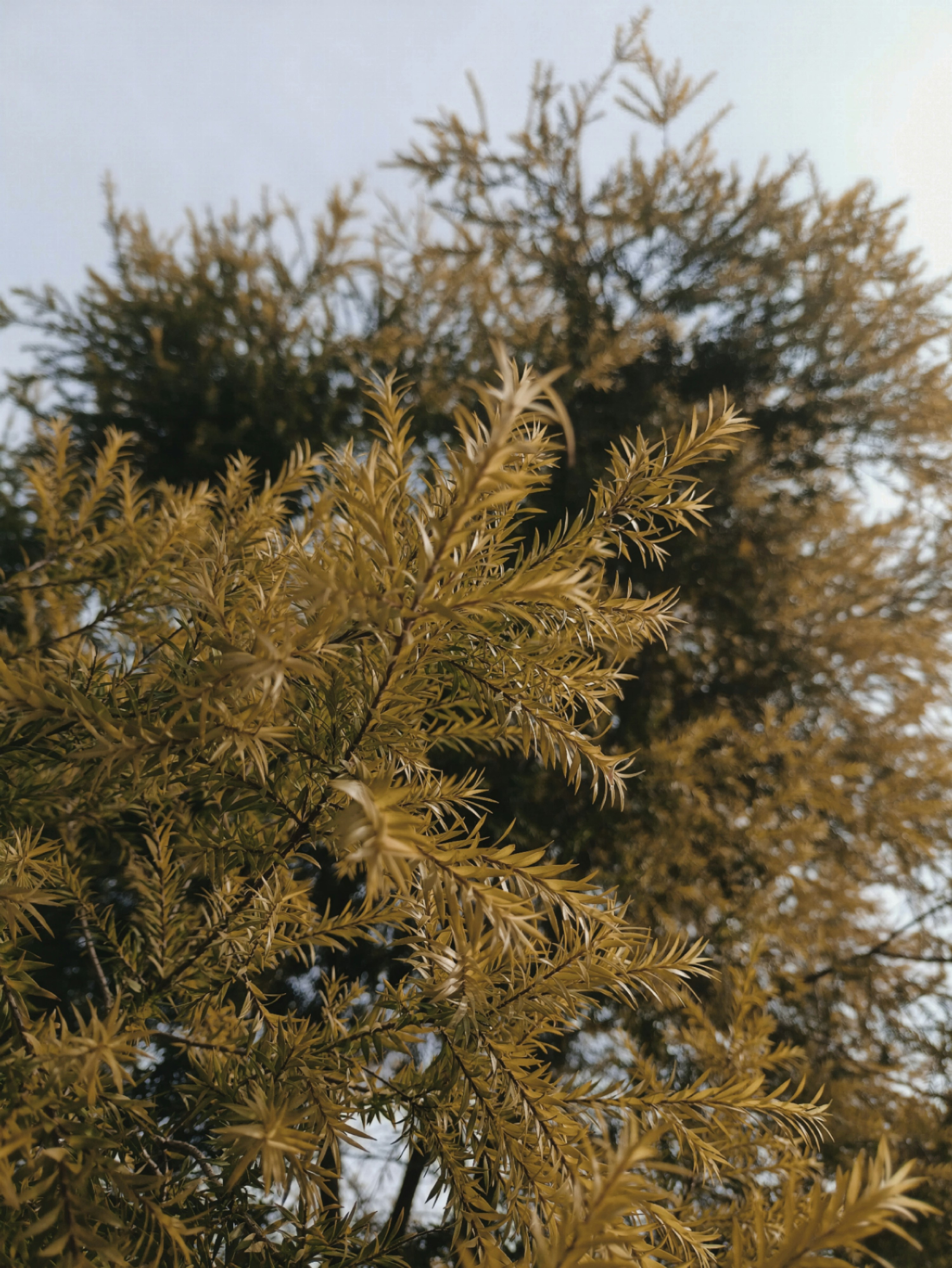 Understanding Migraines and MS: What You Need to Know