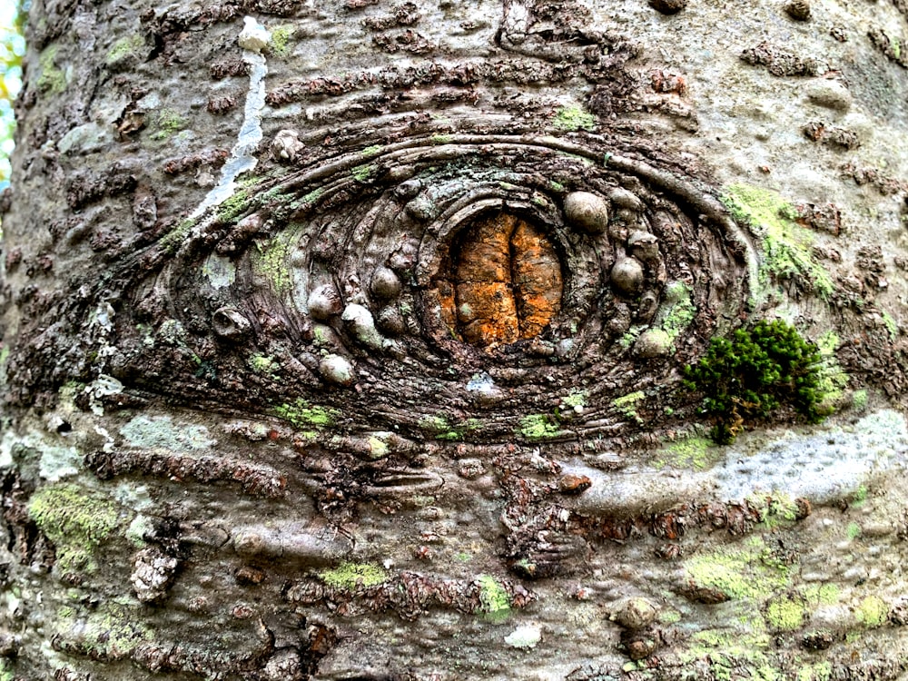 a close up of a tree trunk with a hole in it