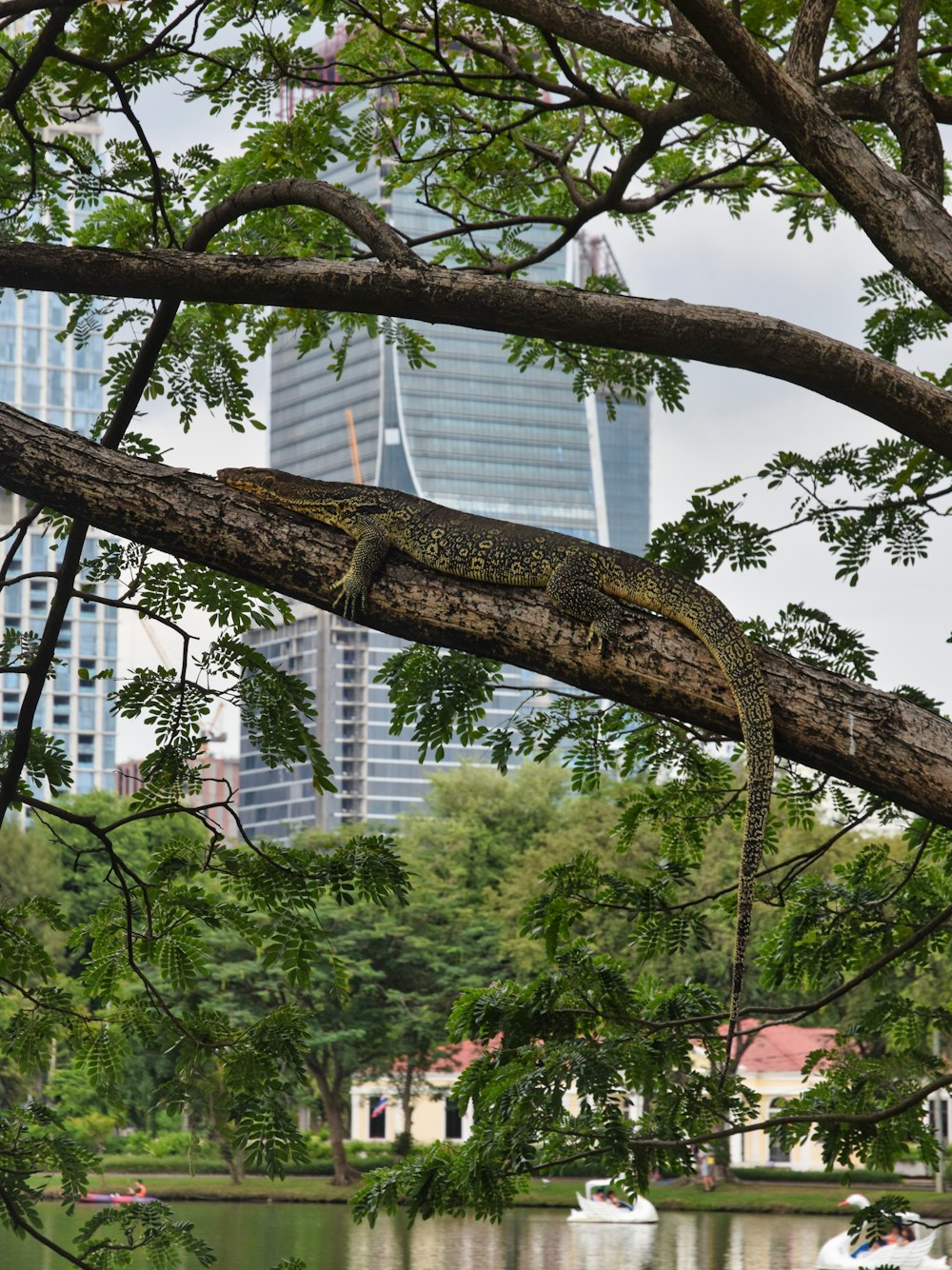 a lizard is sitting on a tree branch by the water