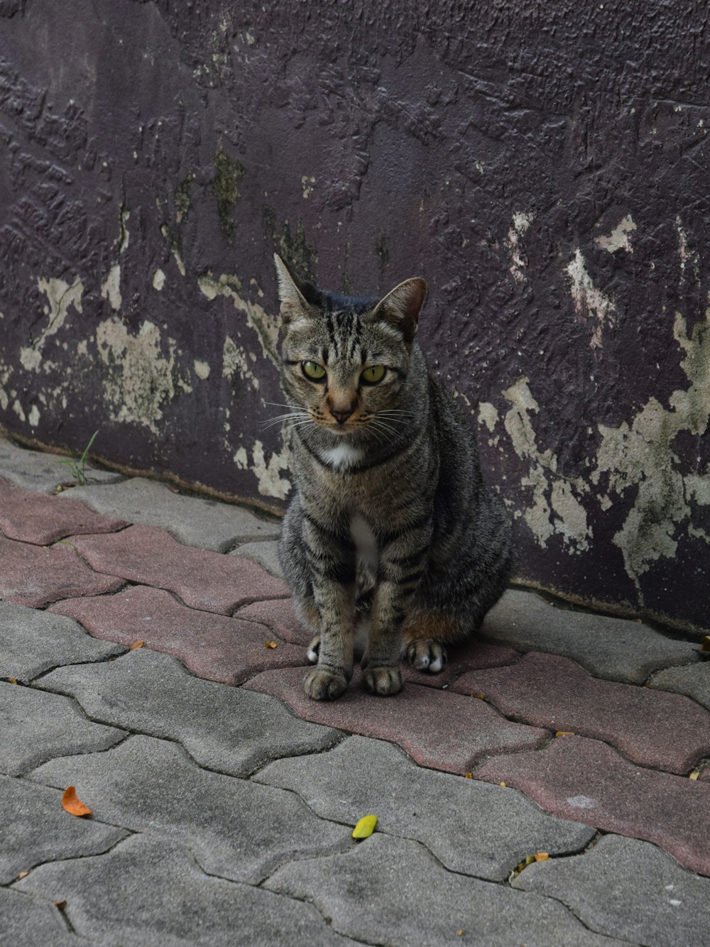 a cat sitting on the ground next to a wall