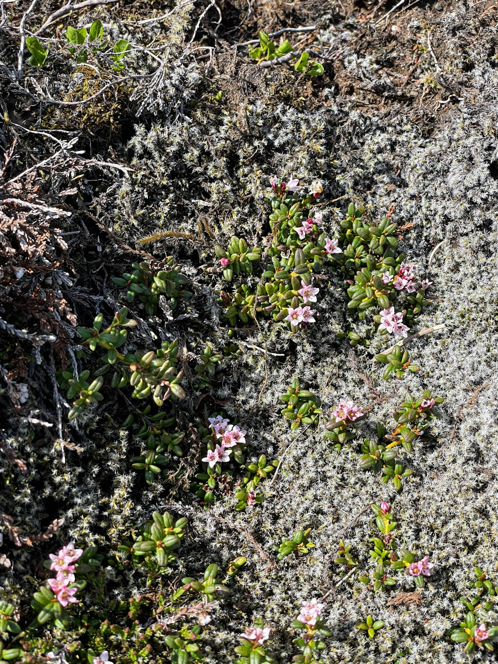 a close up of a plant growing on a rock