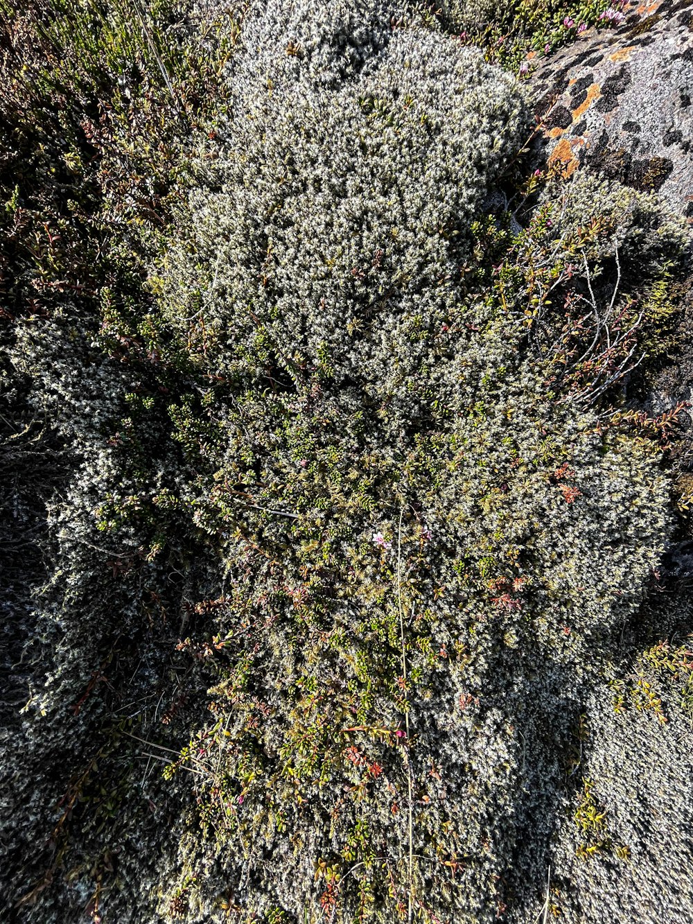 a small patch of grass growing on a rock