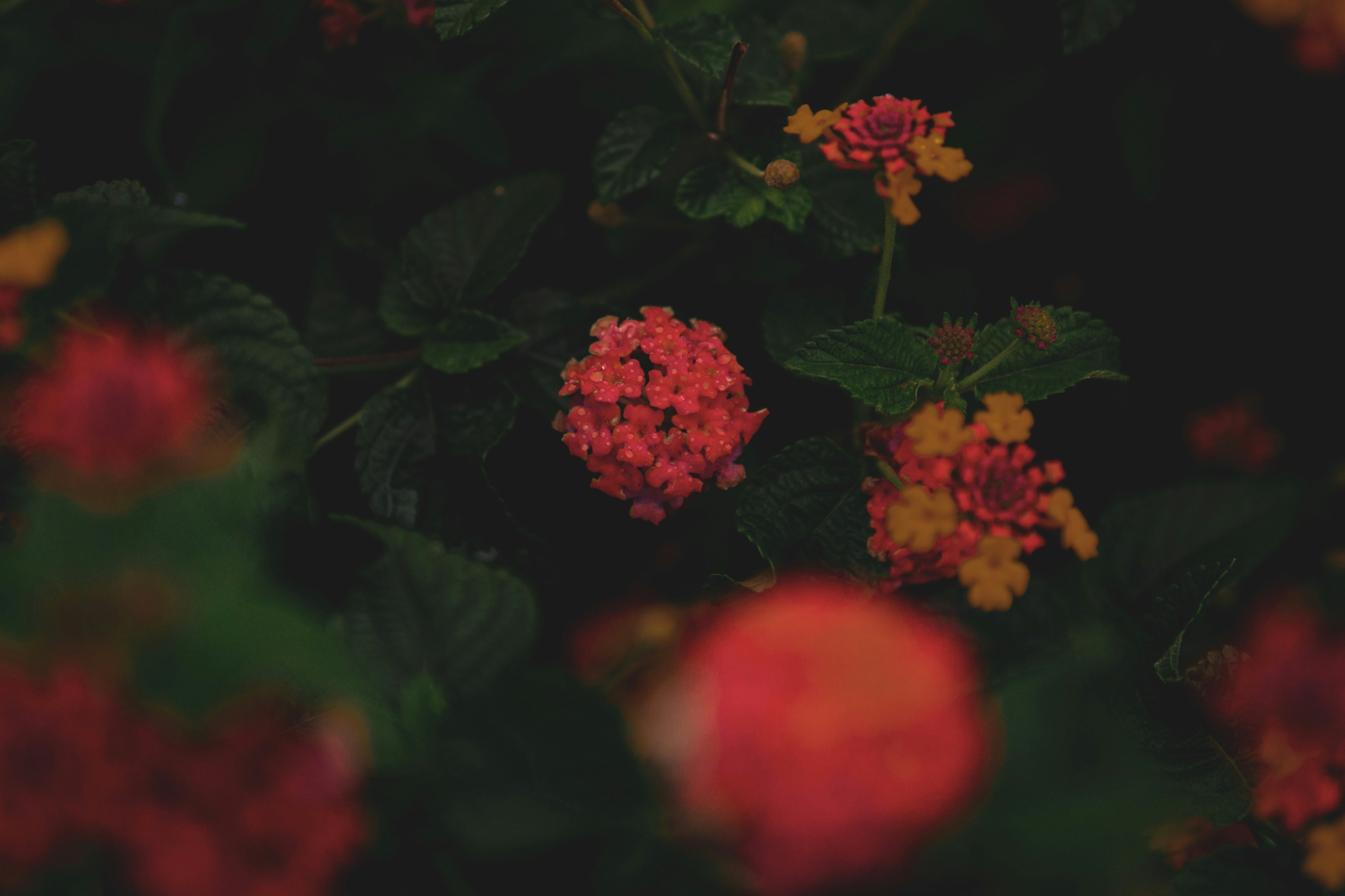 Photo by keepitchassephotography