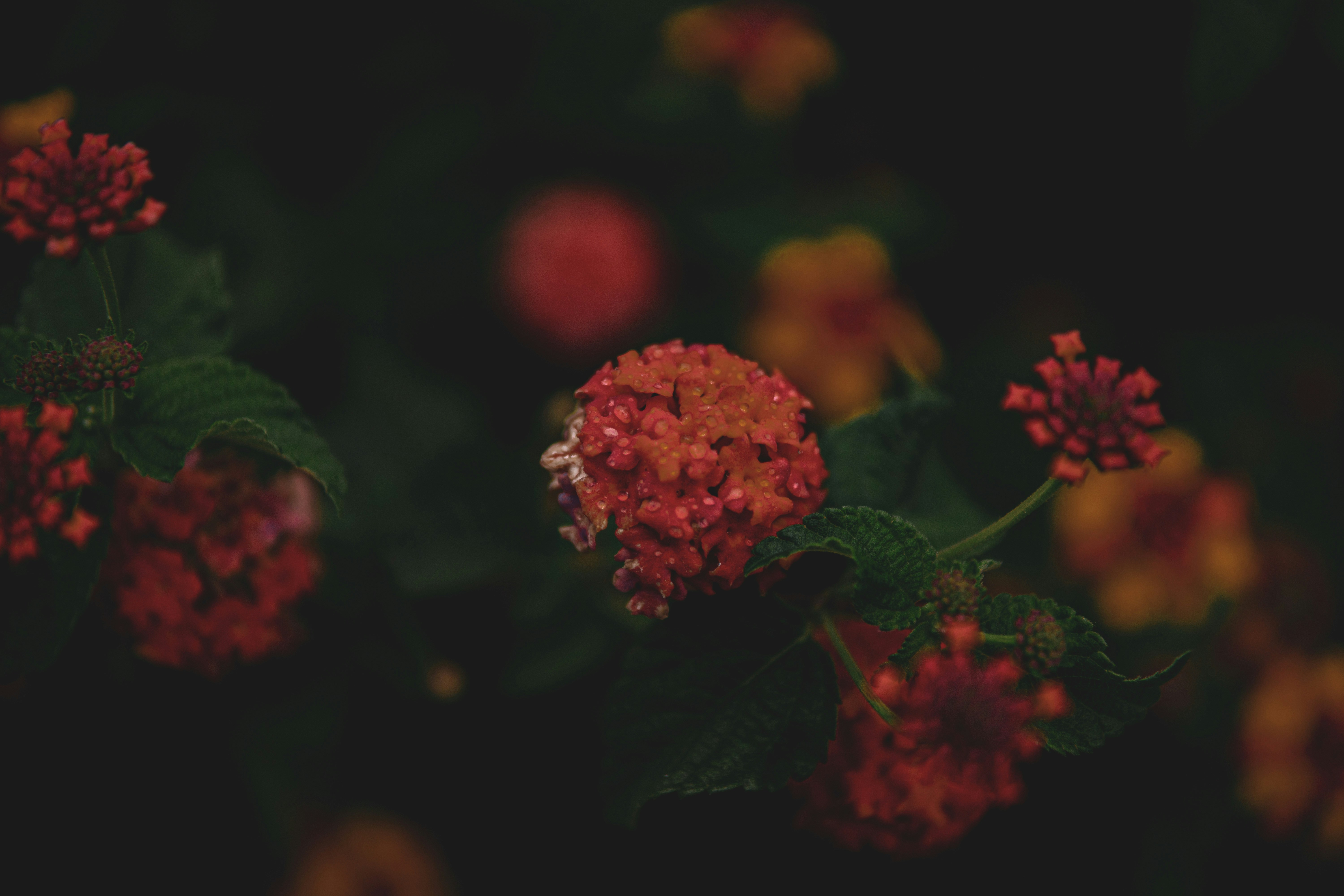 Photo by keepitchassephotography