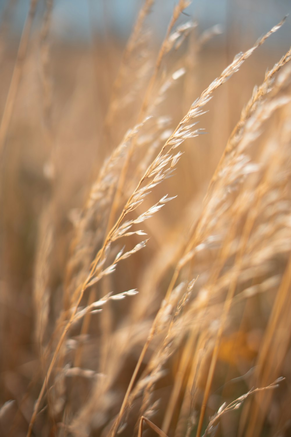 a close up of some tall grass in a field