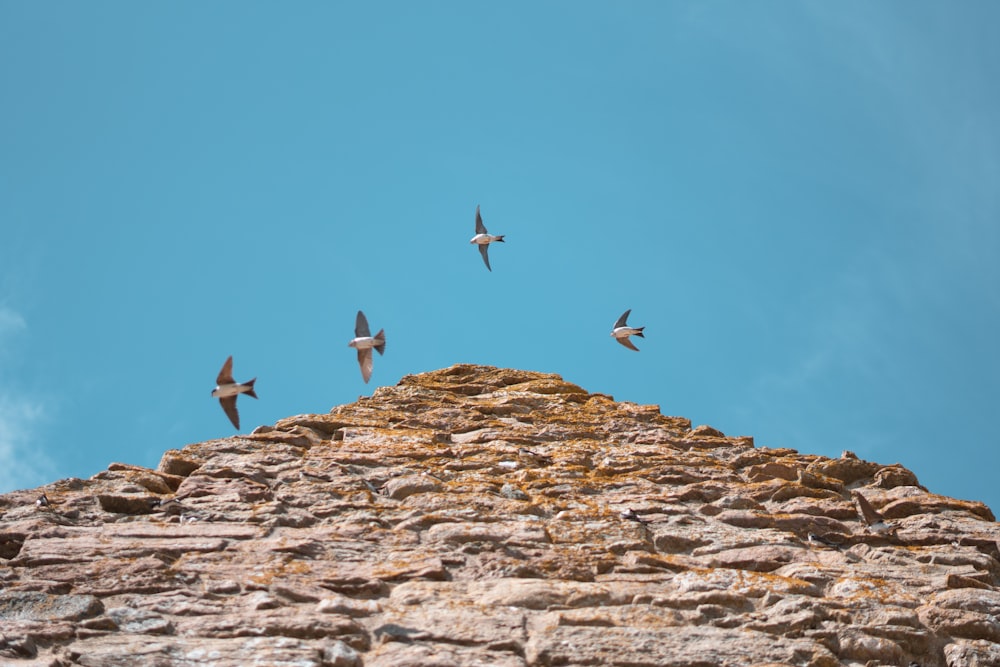 a flock of birds flying over a stone wall