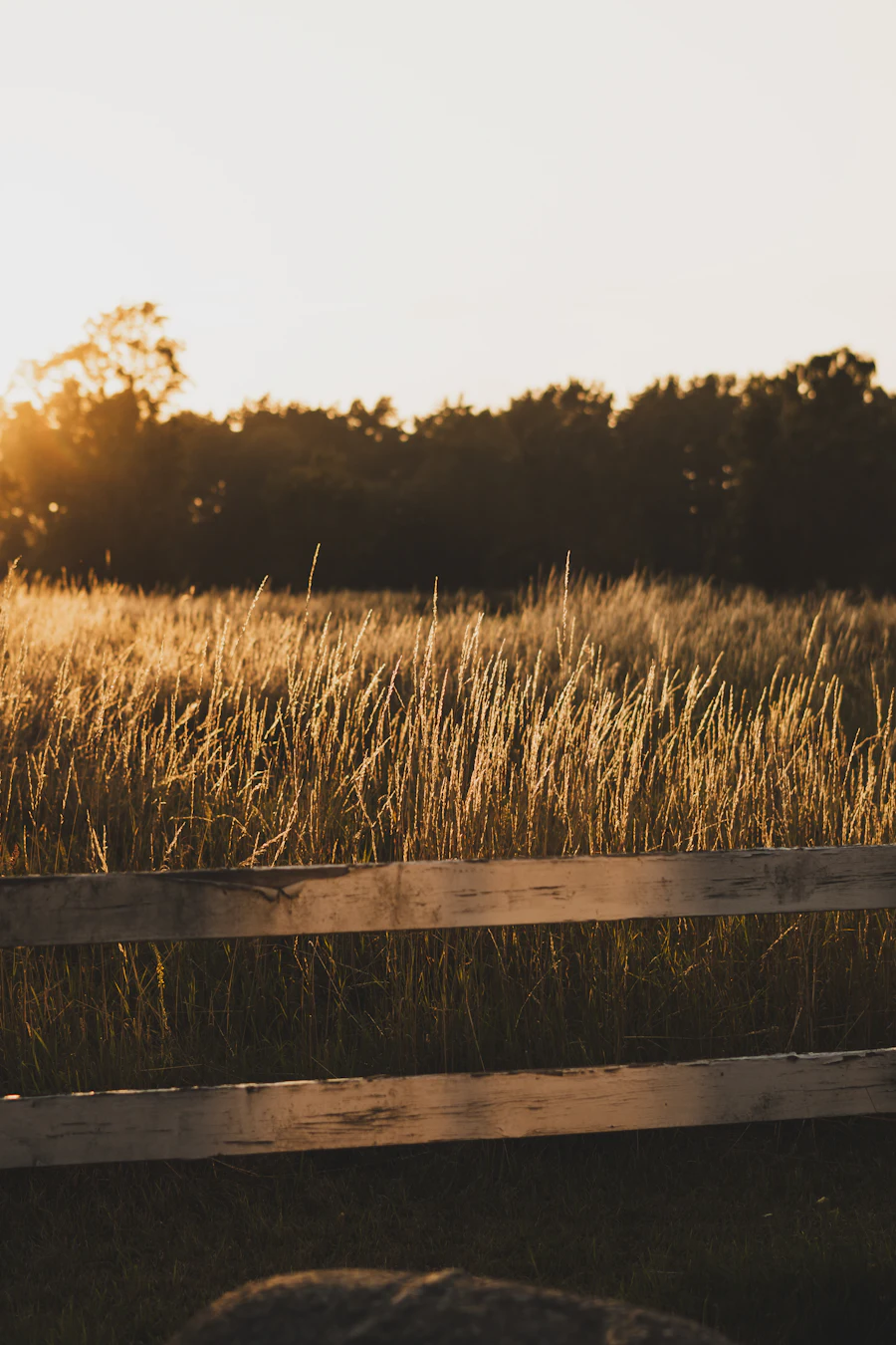 Wooden fence line along a golden field at sunset