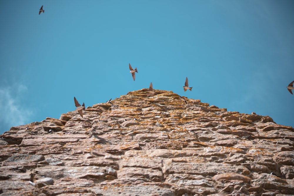 a flock of birds flying over a stone wall