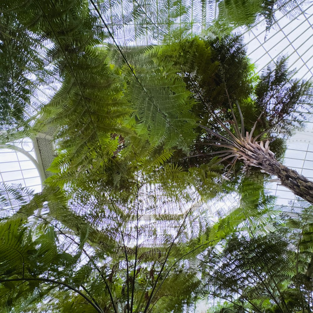 a view up into the canopy of a tree