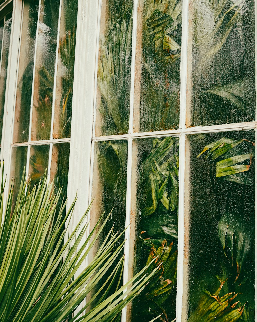 a close up of a window with plants in it