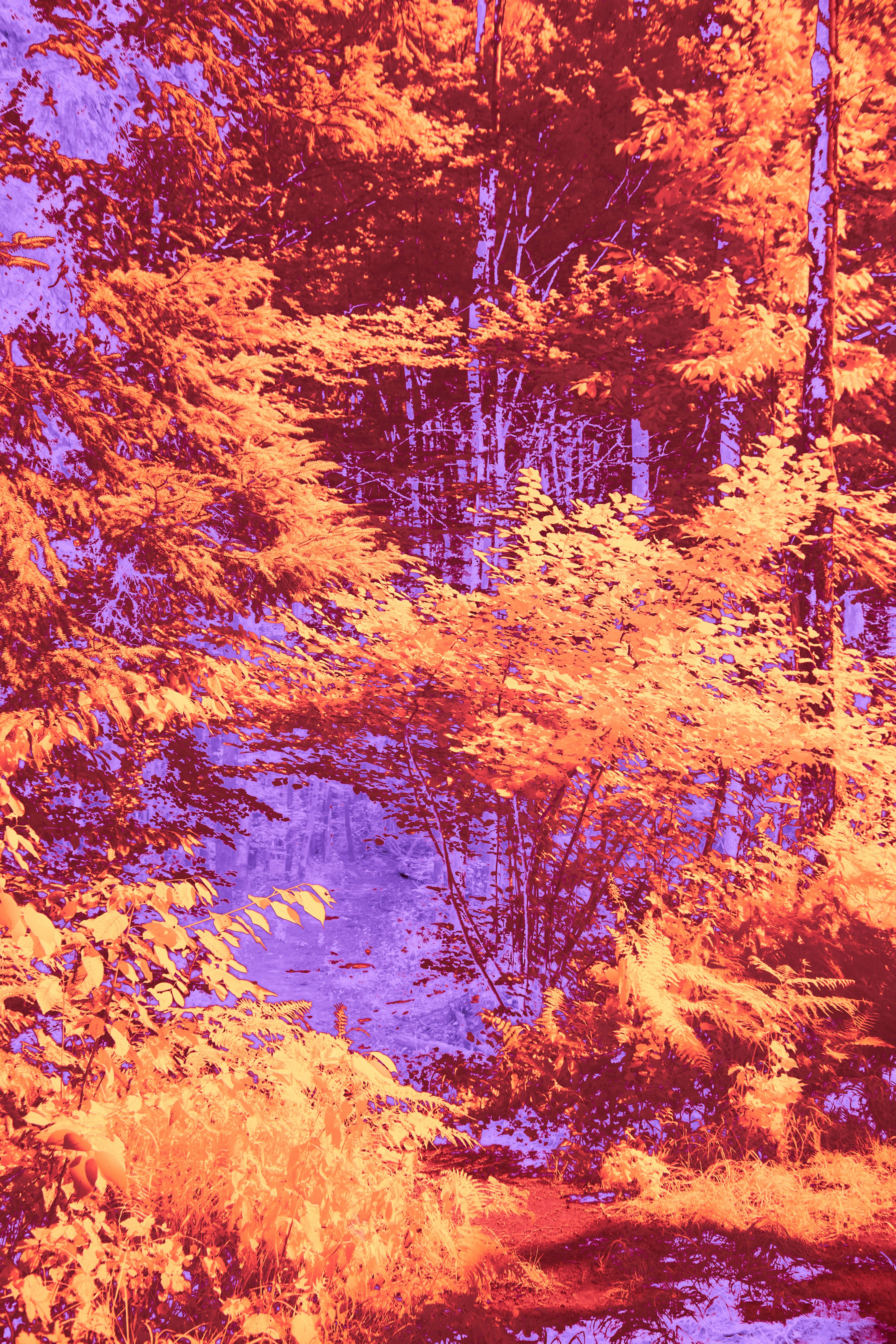 Photo by wolfgang_hasselmann