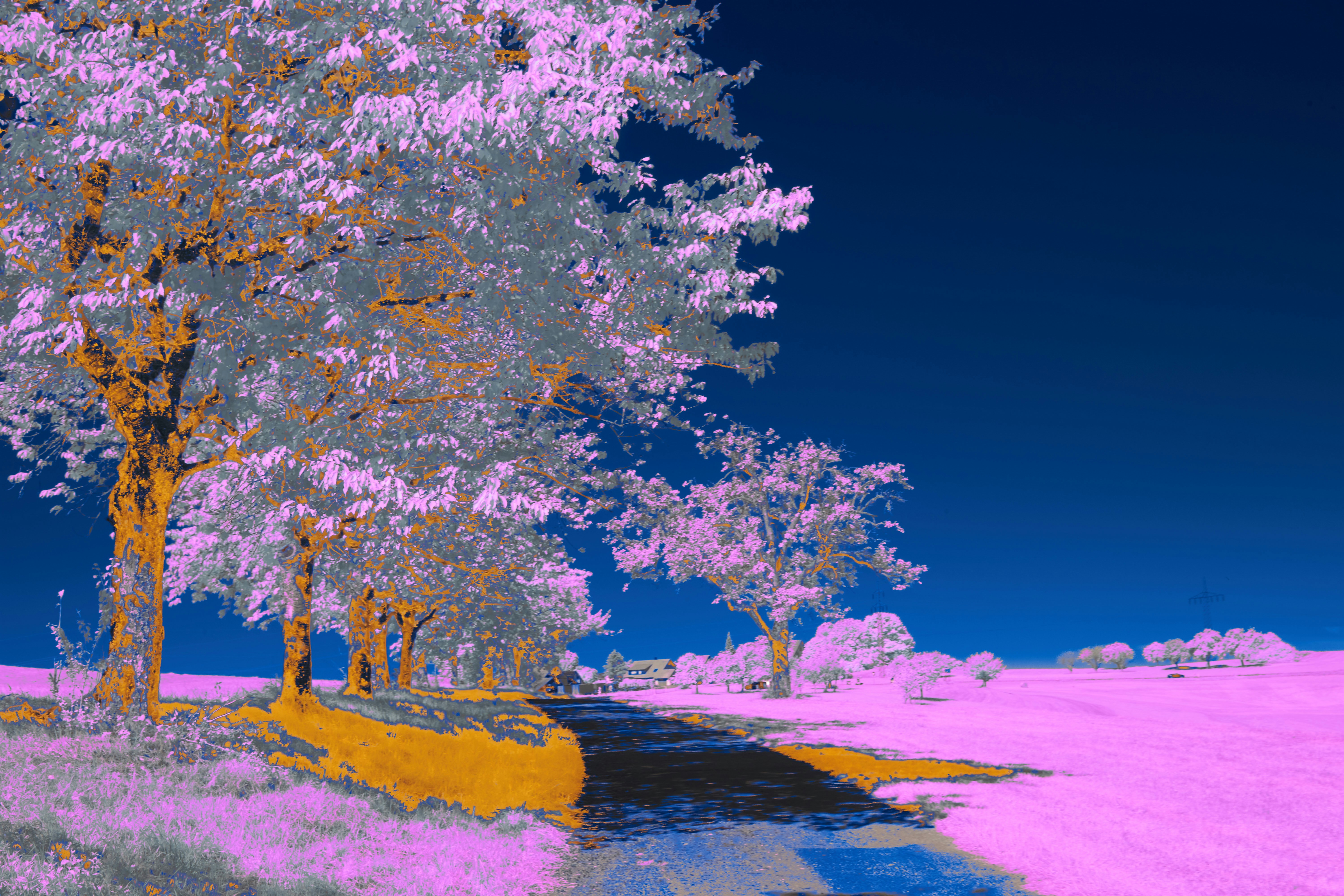 Photo by wolfgang_hasselmann