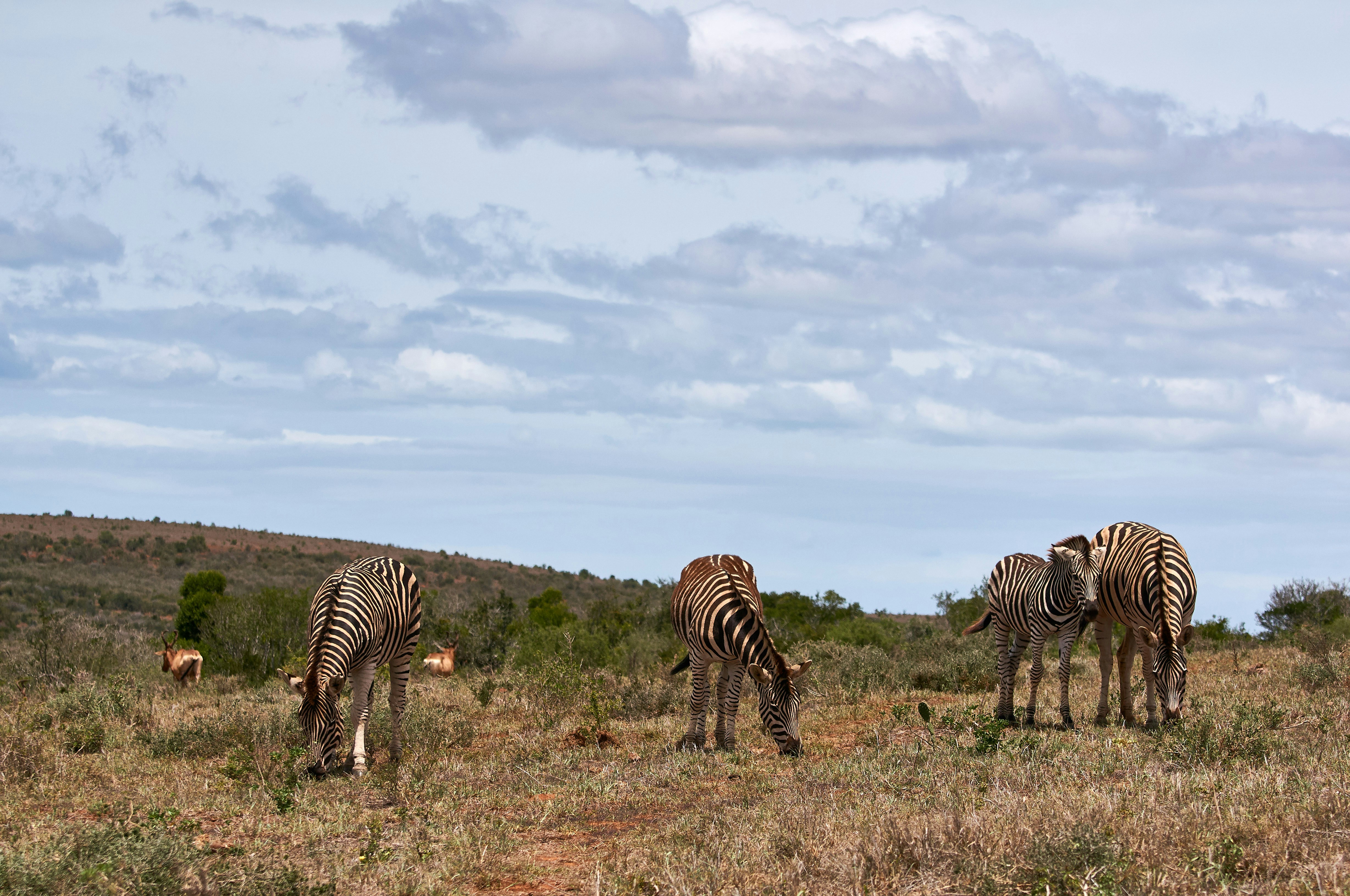 Photo by wolfgang_hasselmann