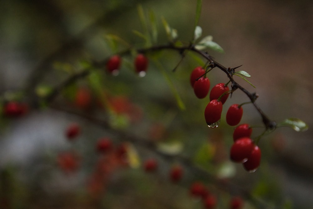 a branch with red berries hanging from it