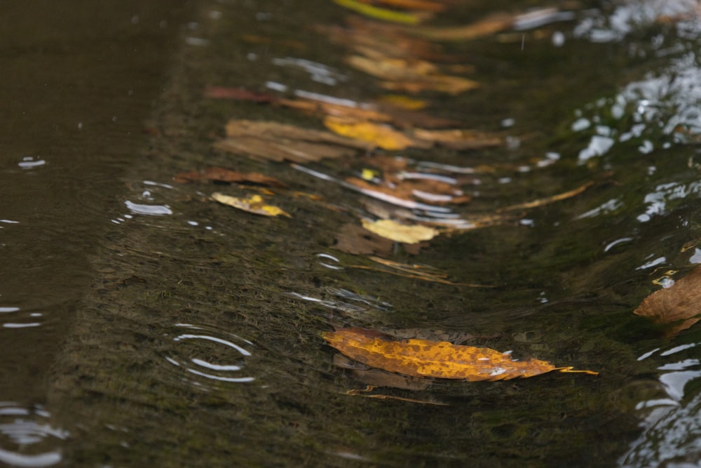 a close up of leaves floating in a body of water