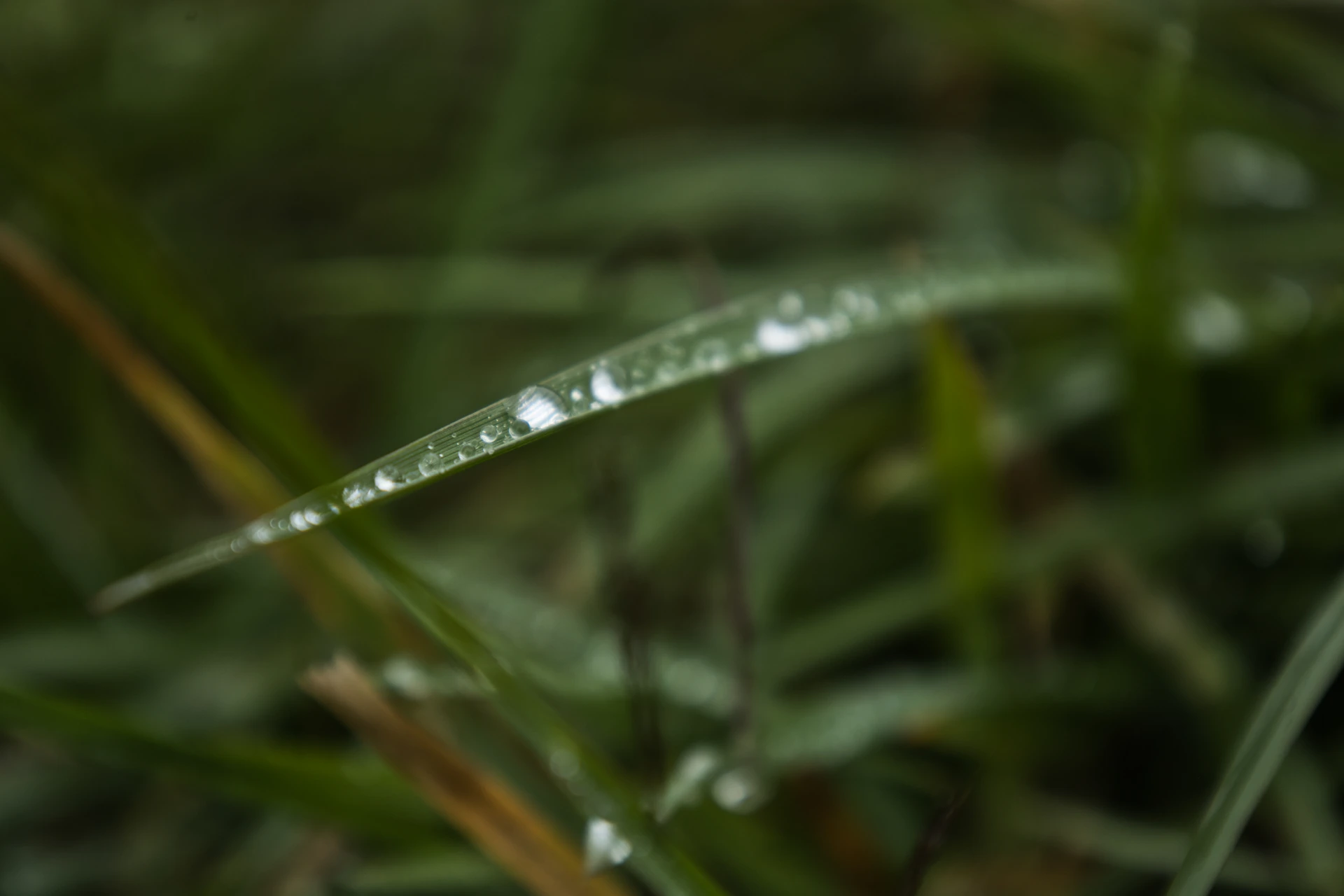 a close up of a green grass with water drops