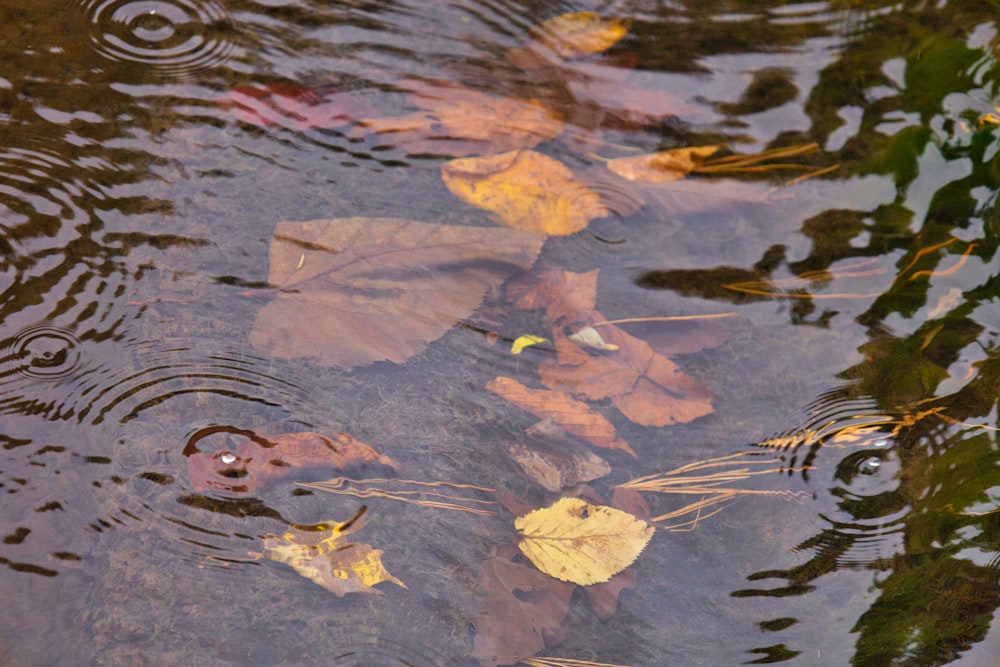 leaves floating on the surface of a body of water