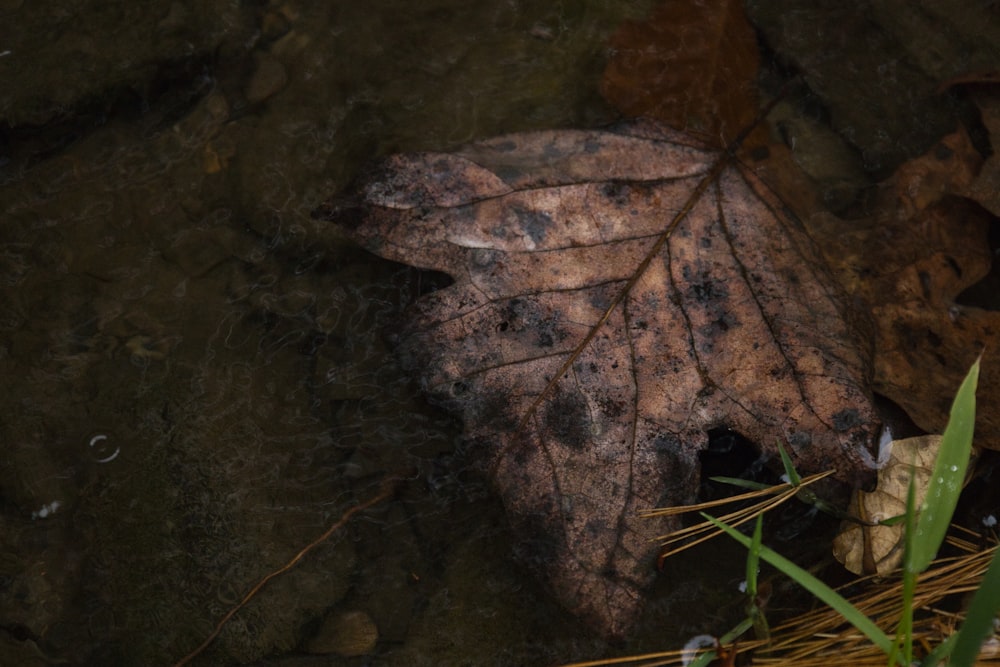 a leaf is laying on the ground in the water