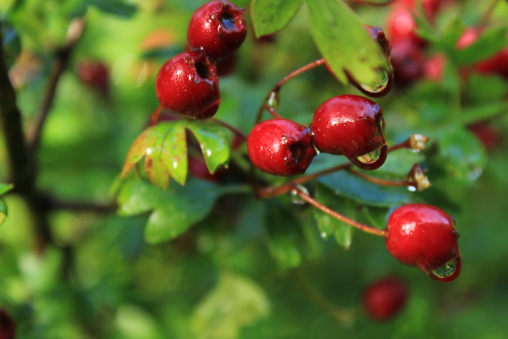 a bunch of red berries hanging from a tree