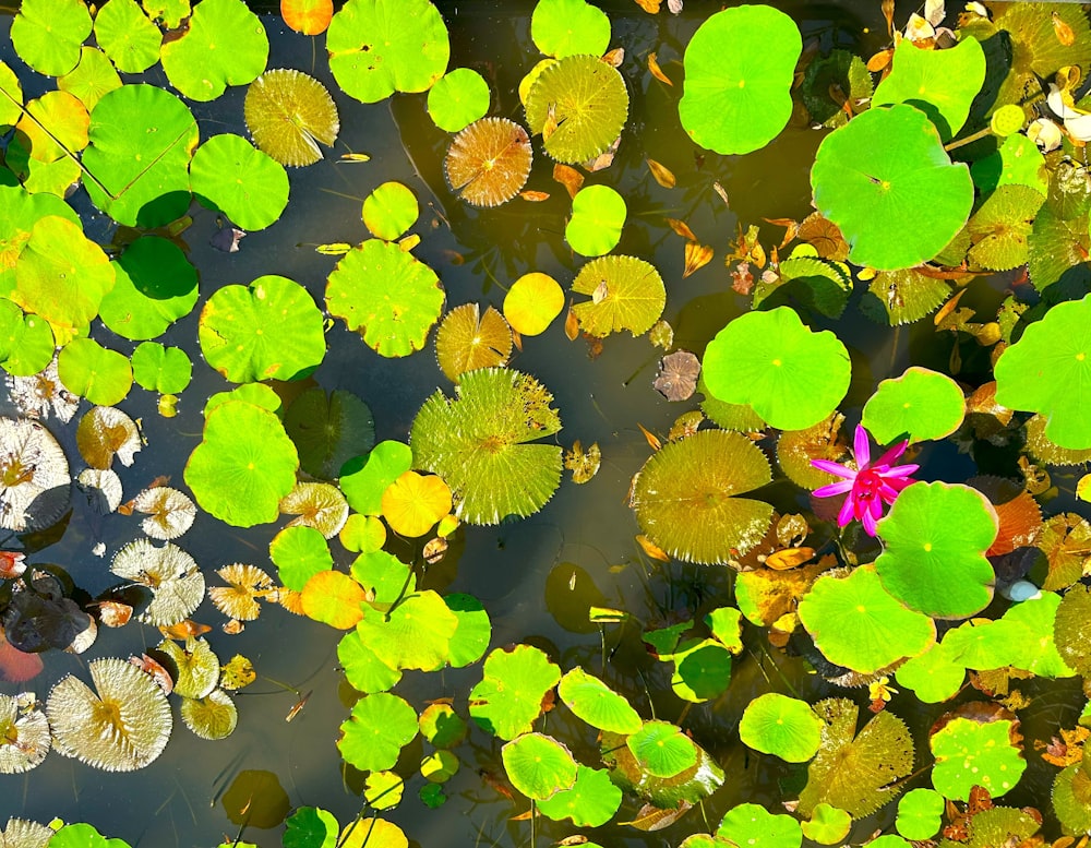 a group of lily pads floating on top of a lake
