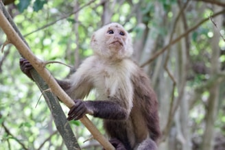 A monkey with a white face and dark brown fur is climbing a tree. Its expression appears contemplative or curious as it holds onto branches amidst a dense, green forest background.