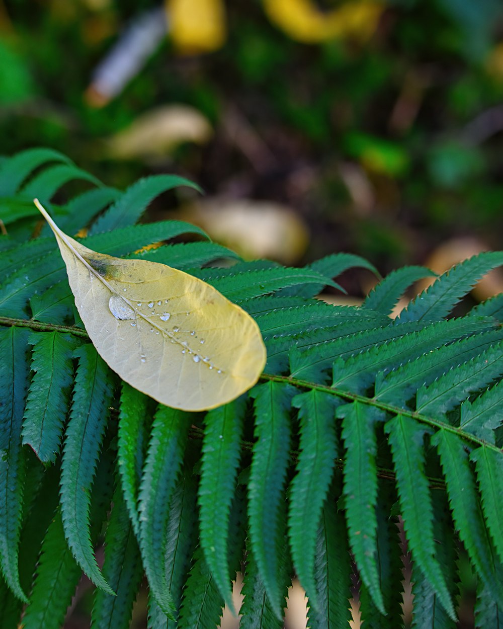 a close up of a leaf with drops of water on it