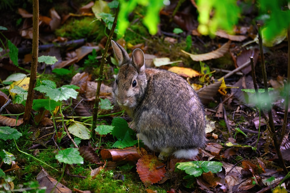 a rabbit sitting on the ground surrounded by leaves