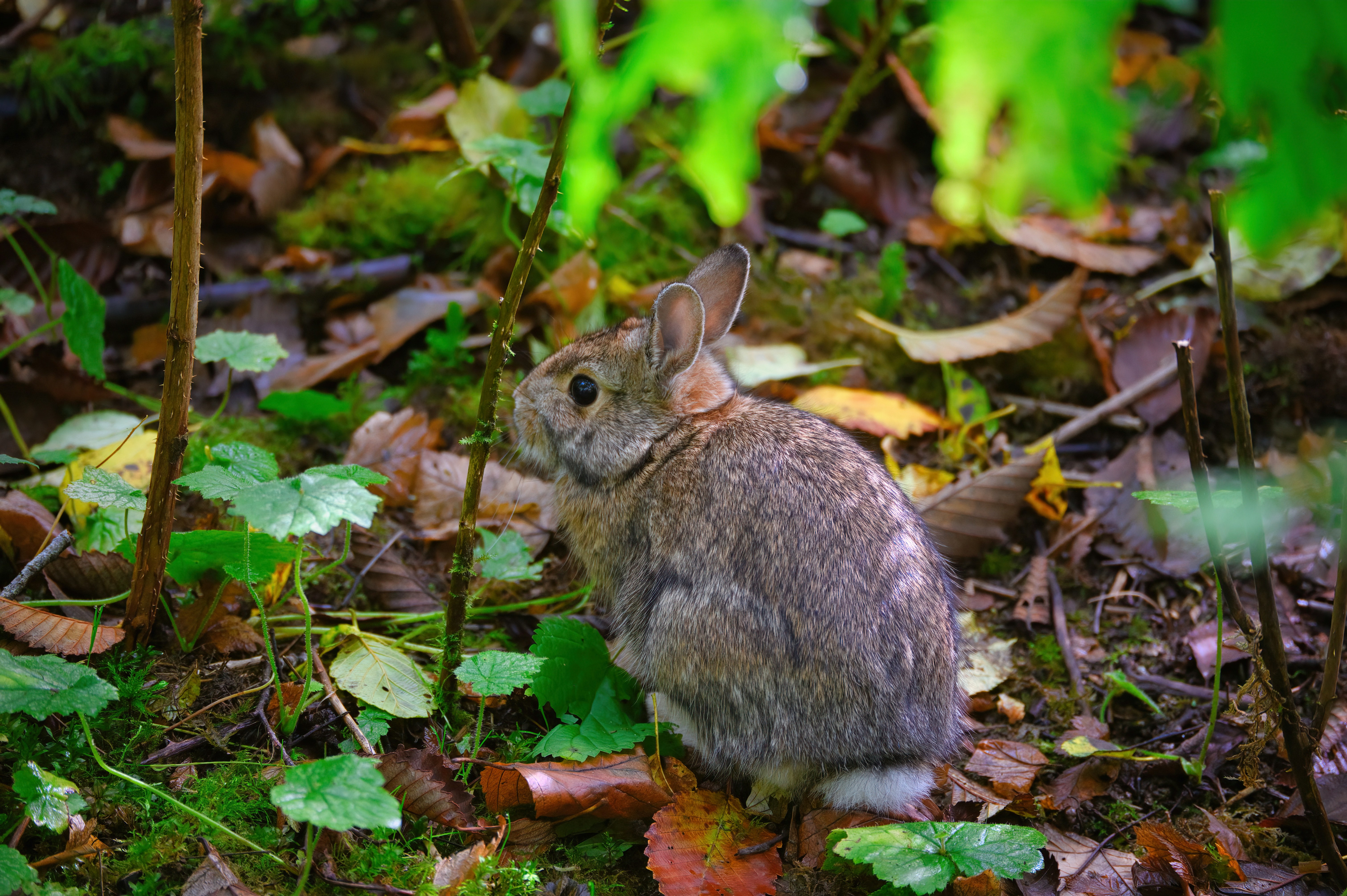 a small rabbit sitting in the middle of a forest