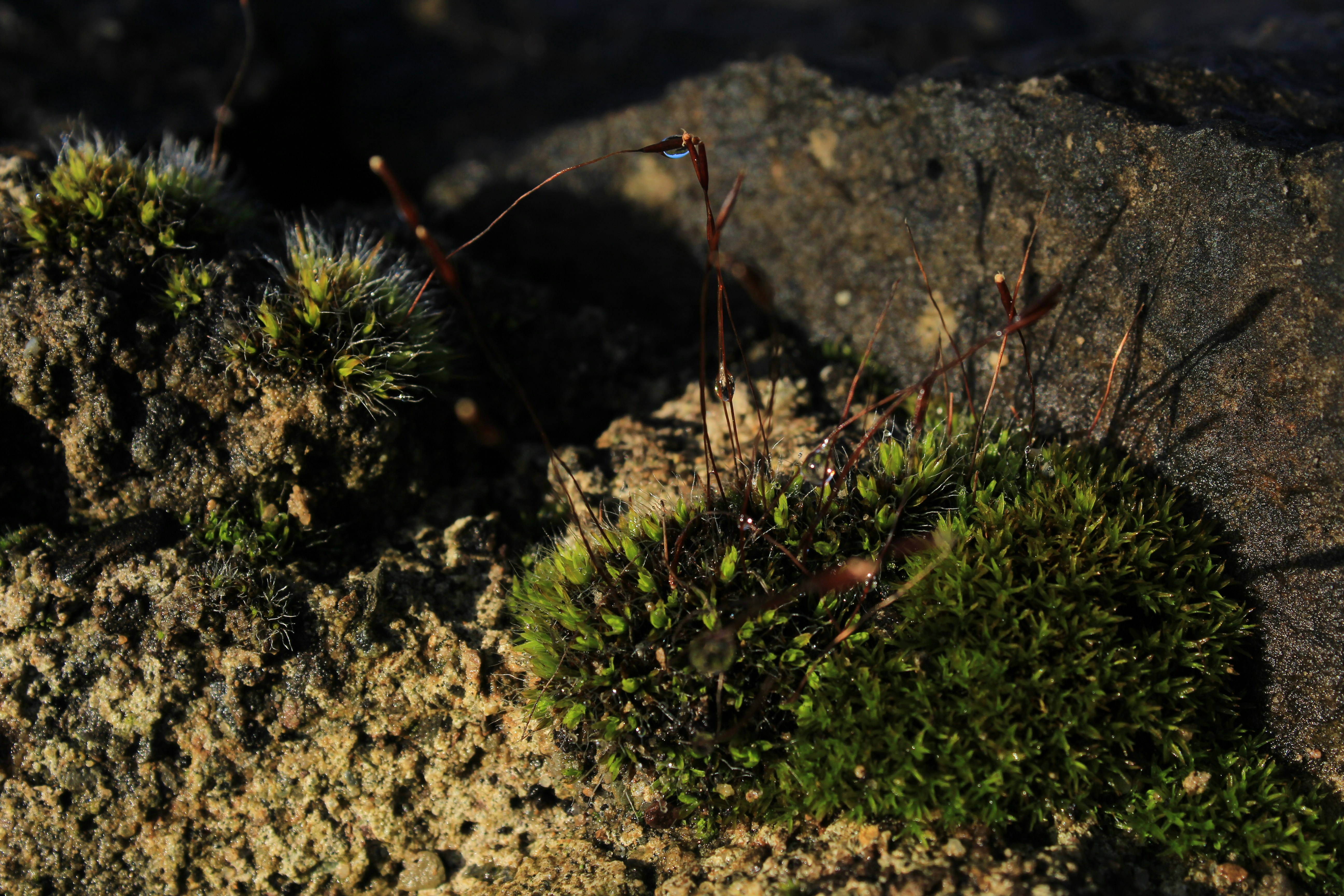 Chlorophyll Revolution in Thin Air (image credits: unsplash)