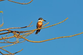 a bird sitting on a branch of a tree