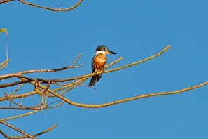 a bird sitting on a branch of a tree - PICTURE BY FILIPE SIZILIO