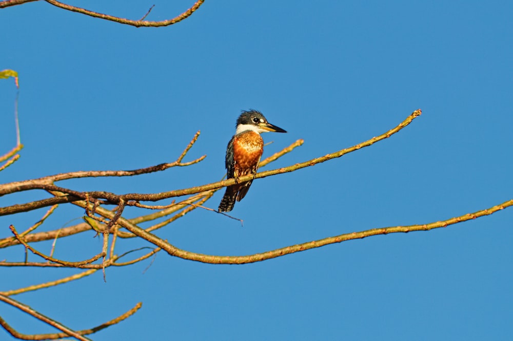 ein Vogel, der auf einem Ast eines Baumes sitzt