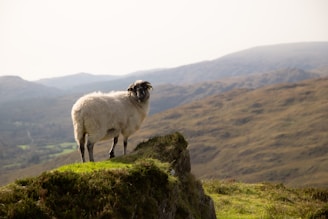 A rugged shepherd standing on a hill at sunrise, overlooking a flock of sheep.