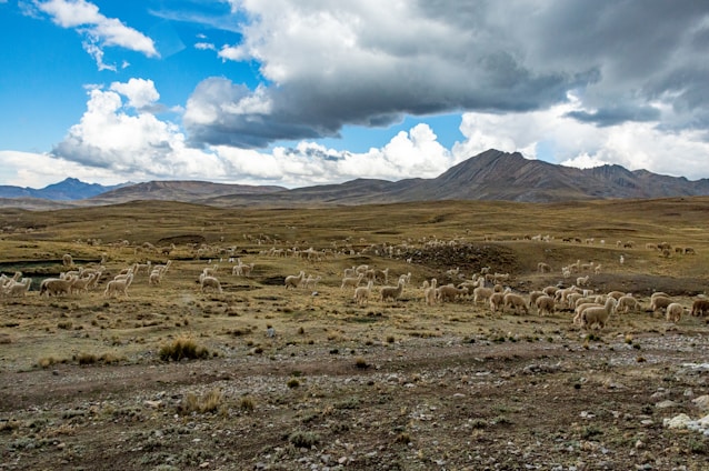 A beautiful landscape showcasing alpacas grazing in the Andes mountains.