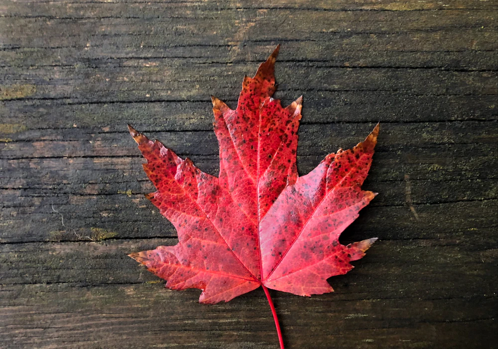 A red maple leaf resting on weathered wood