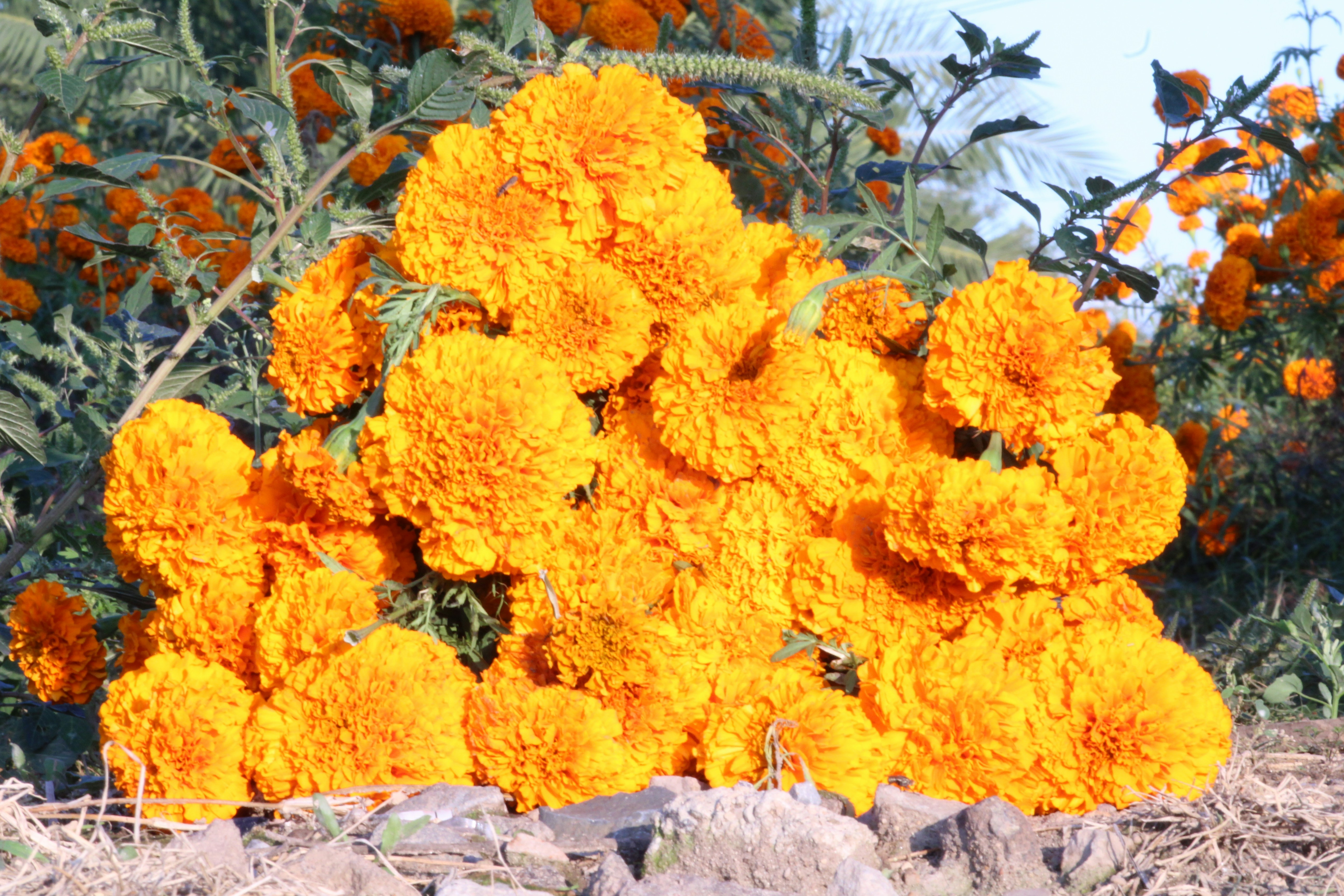Desert Marigold