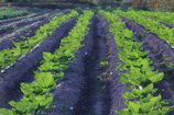 A freshly planted flower bed showing neat rows of young plants ready to grow through the seasons.