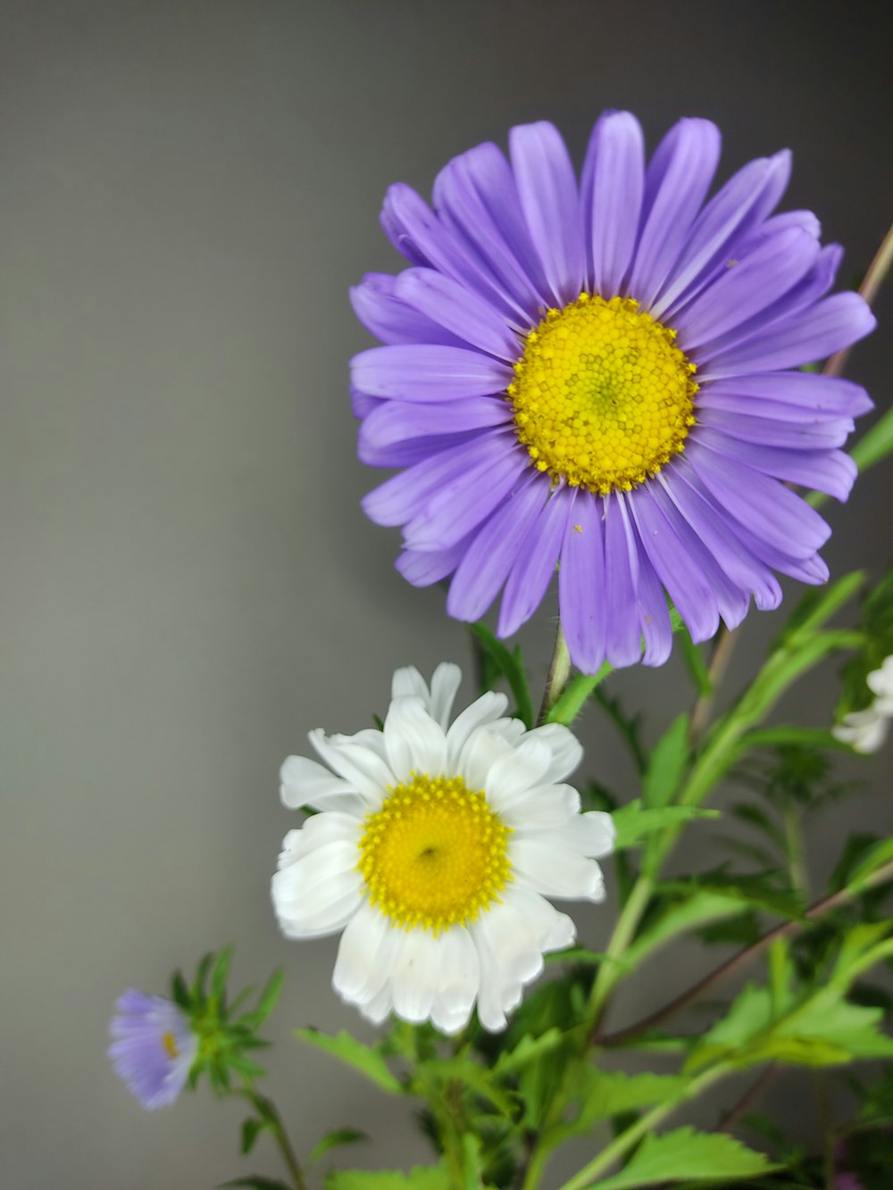 a vase filled with purple and white flowers