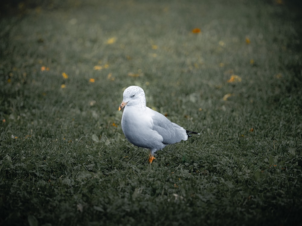 a seagull standing in the grass looking for food
