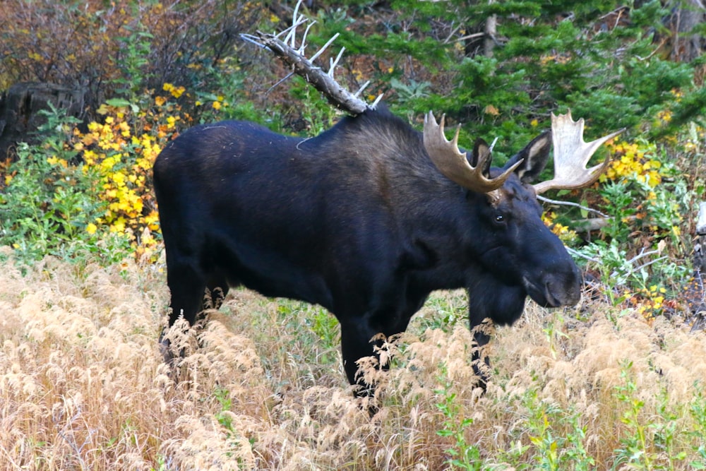 a large bull standing in a field of tall grass