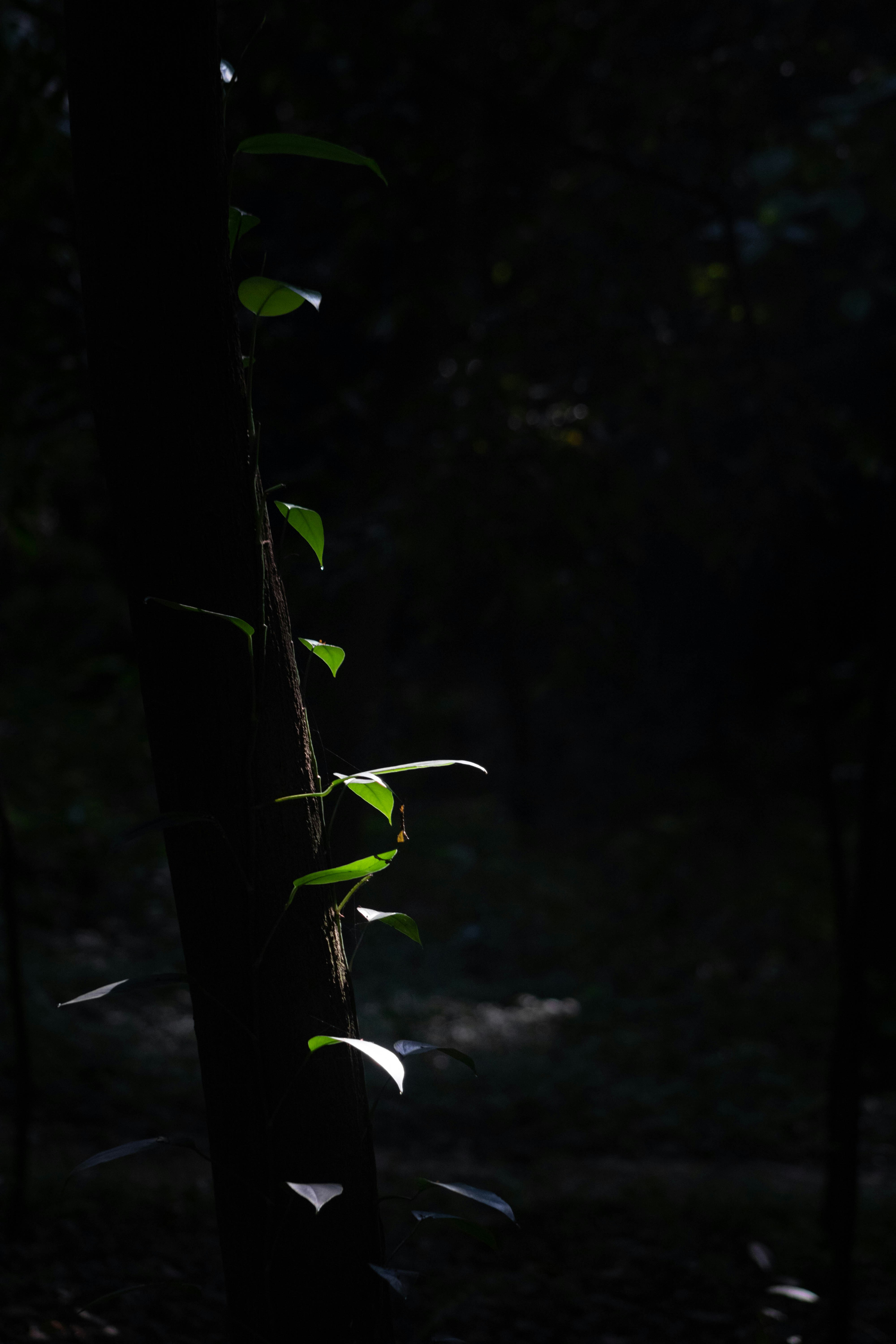 pohon tinggi dengan daun hijau yang tumbuh di atasnya
