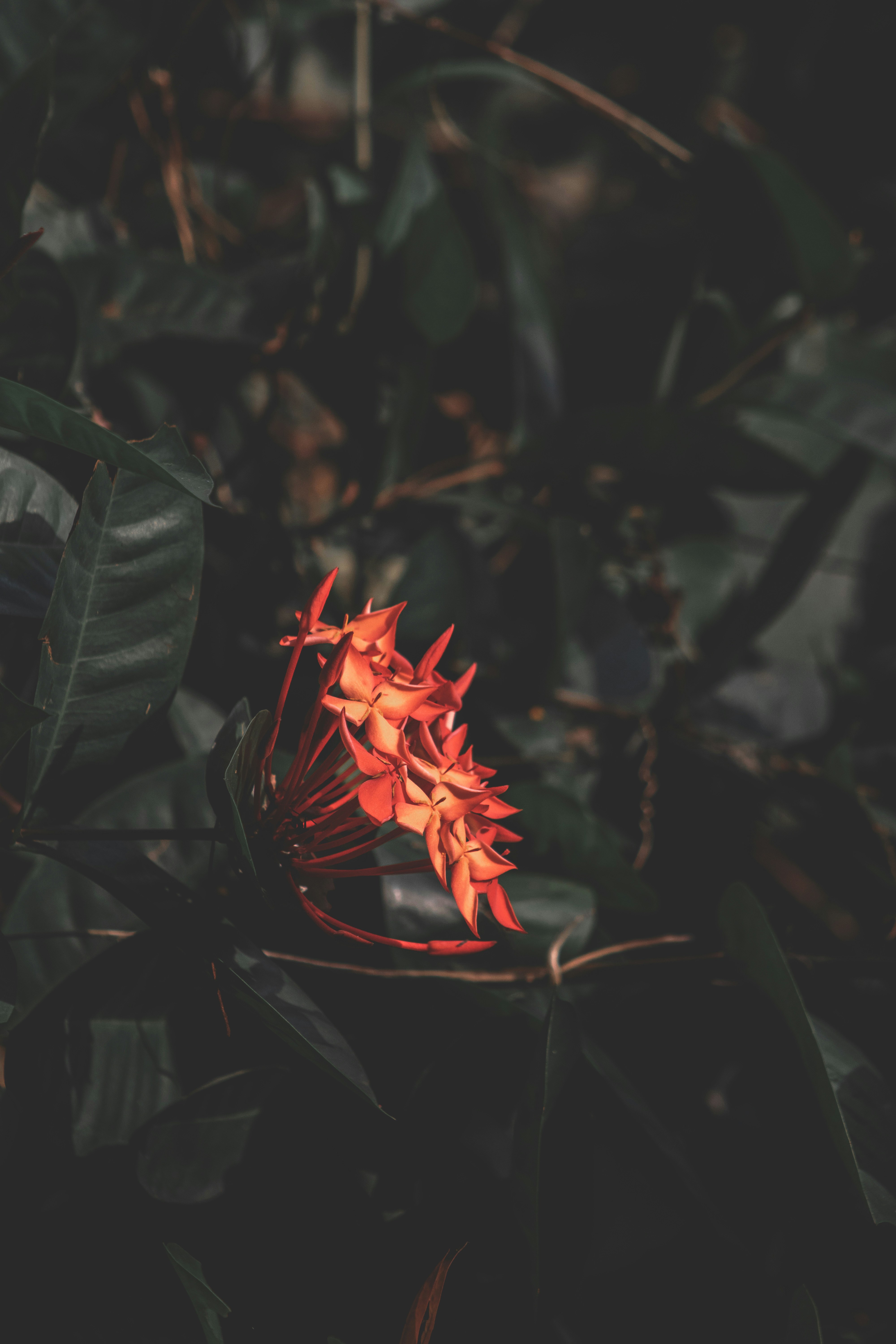 Photo by shakib2777