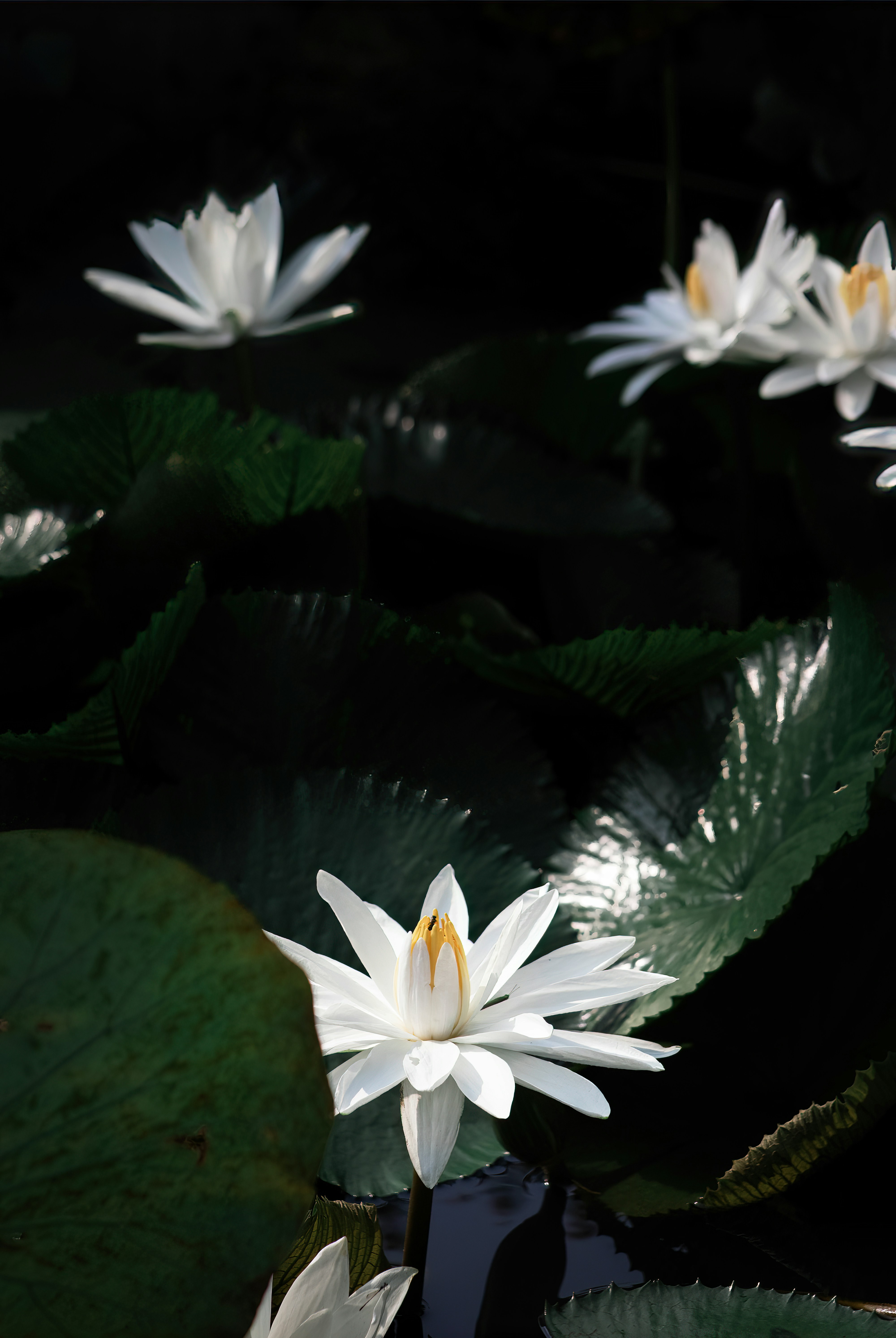 A group of white water lilies in a pond photo – Free Flower Image on ...