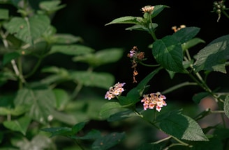 Close-up of colorful ornamental plants thriving with rich green leaves and bright flowers.