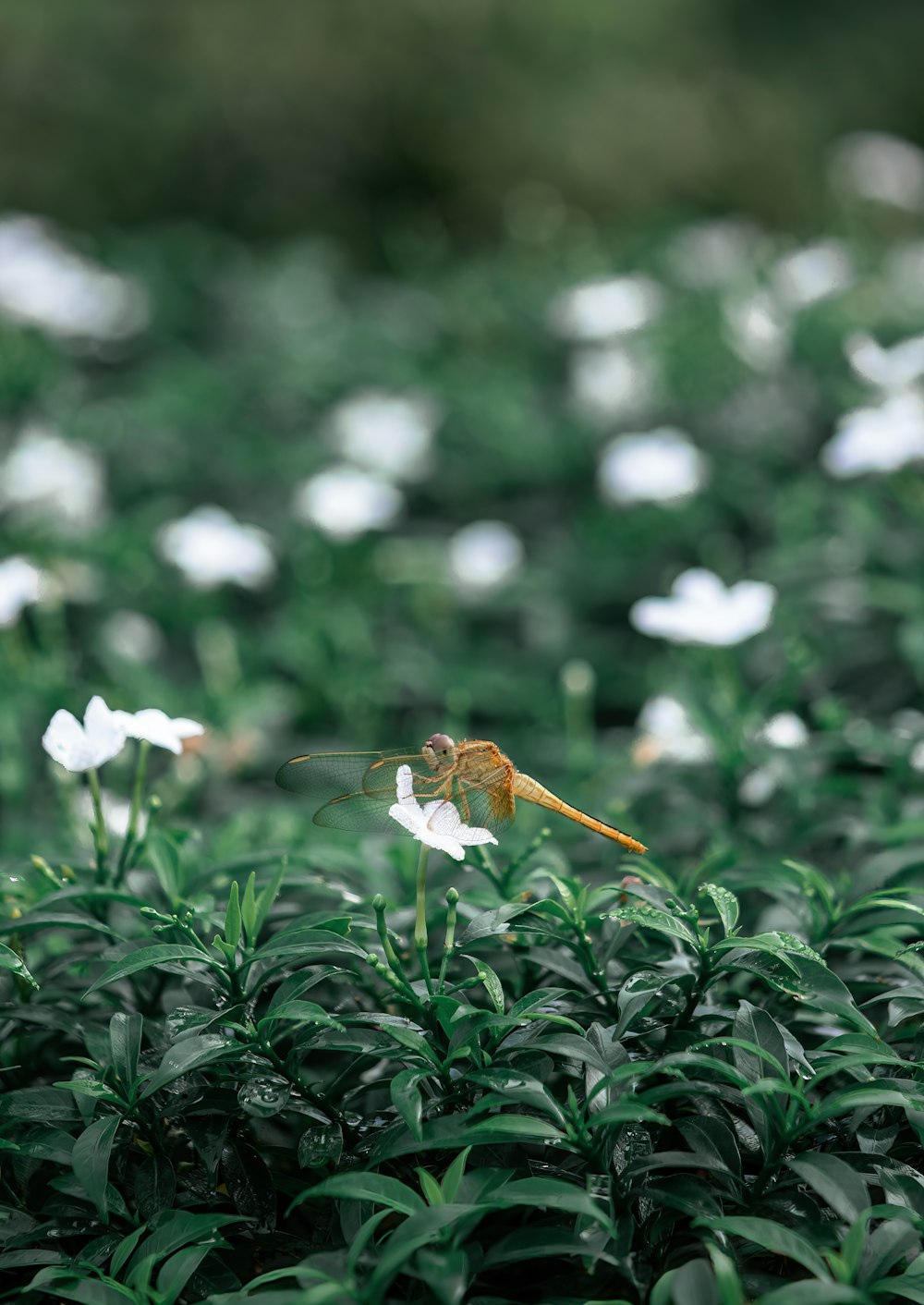 a hummingbird flying over a field of white flowers