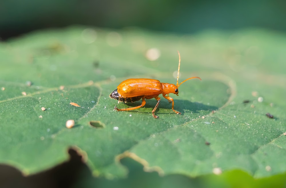 Eine Nahaufnahme eines Käfers auf einem Blatt