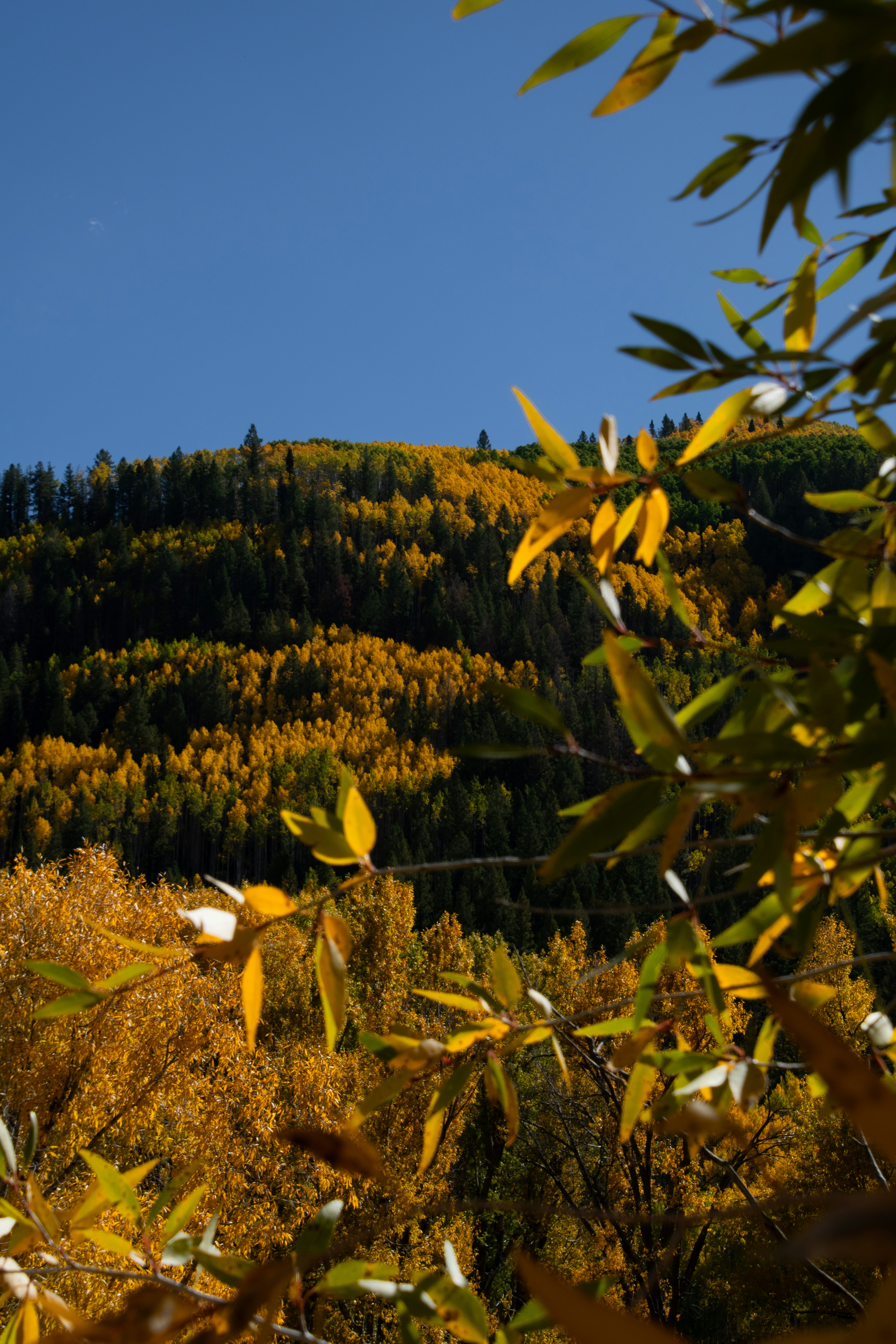 Photo by attaliehart